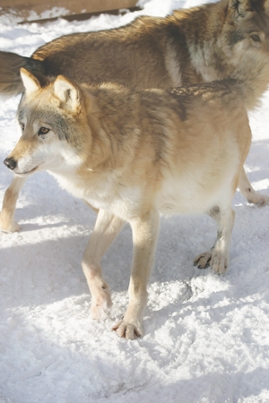 Сибирский лесной волк
